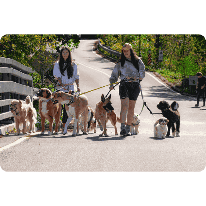 Renda Extra Inteligente: Passear com cachorros ou cuidar de animais
